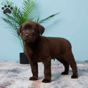Bouncer, Chocolate Labrador Retriever Puppy